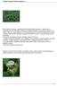 Trifoglio Pratense (Trifolium pratense L.)