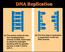 Replicazione e ricombinazione del DNA