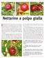 Nettarine a polpa gialla