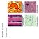 organismi pluricellulari Differenziamento compartimentalizzazione