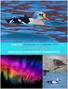 possibile fotografare bellissime specie di anatre artiche come Re degli Edredoni ed Edredone di Steller.