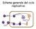 Schema generale del ciclo replicativo