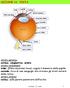 LEZIONE 11: VISTA. Lezione_11_vista 1. pupilla cornea. iride. umore acqueo. fibre zonulari. muscolo ciliare. coroide. sclera. retina.