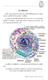 LA CELLULA. Le cellule si moltiplicano e crescono per dare strutture più complicate.