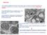 Mitocondri. -sono visibili al MO (Ø 0,5 µ e lunghezza da 1 a 6 µ) -assenti nei batteri e presenti in tutte le cellule eucariotiche