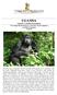 UGANDA I parchi e i gorilla di montagna Nei selvaggi Parchi del paese e l incontro con gli scimpanzé e i gorilla di montagna 11 giorni