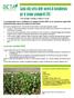Guida alla scelta delle varietà di barbabietola per le semine primaverili 2011