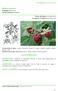 Rubus idaeus L. Famiglia: Rosaceae Nomi comuni: lampone. Forma biologica: nanofanerofita Categoria corologica: circumboreale USI ETNOBOTANICI