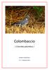 Colombaccio. ( Columba palumbus ) Quaderni della Nava