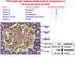 Nome Ormone prodotto Percentuale dell isola Cellule Glucagone 25 Cellule Insulina 60 Cellule Somatostatina 10 Cellule F (o PP) Polipeptide