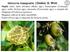 Venturia inaequalis (Cooke) G. Wint. Ospiti: melo, melo selvatico (Malus spp.), biancospino (Crataegus spp.), sorbo (Sorbus spp.