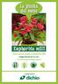 Come e perché scegliere l Euphorbia milii Suggerimenti per la cura Trucchi e segreti degli esperti I consigli verdi di