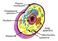 Plasma membrane. Endoplasmic reticulum. Nucleus. Golgi apparatus. Mitochondrion Lysosome. Ribosome