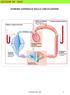 LEZIONE 20: VASI SCHEMA GENERALE DELLA CIRCOLAZIONE