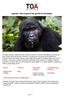 Uganda: alla scoperta dei gorilla di montagna