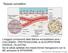 Tessuto connettivo. Robbins & Cotran: Pathologic Basis of Disease