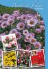 collection DIANTHUS ARGYRANTHEMUM FUCHSIA OSTEOSPERMUM