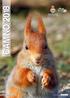 CAMINO Comune di Camino (Al)   foto di Ilario Zuccolo. Scoiattolo comune (Sciurus vulgaris)