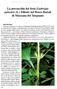 La porracchia dei fossi (Ludwigia palustris (L.) Elliott) nel Bosco Baredi di Muzzana del Turgnano
