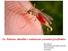 La Malaria: attualità e vademecum preventivo/profilattico