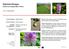 Giacinto d acqua Eichhornia crassipes (Mart.) Solms