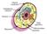 Plasma membrane. Endoplasmic reticulum. Nucleus. Golgi apparatus. Mitochondrion Lysosome. Ribosome