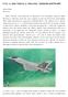 F-35: IL GAO TOGLIE IL VELO DAL DOSSIER SOFTWARE