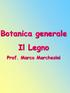 Botanica generale Il Legno. Prof. Marco Marchesini