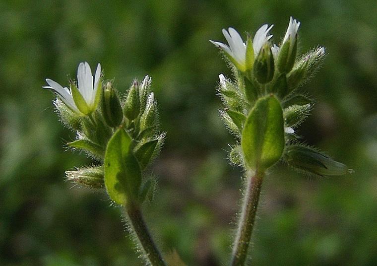 eccezioni! Es: C. pumilum, che di norma ha 5 stili/stami/petali/sepali, puo' presentare fiori tetrameri e in tal caso potrebbe confondersi con C. siculum ma in C.