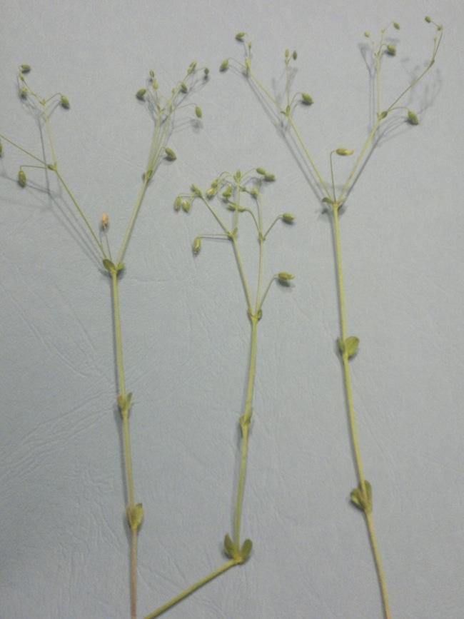 4 Peduncoli fruttiferi 2-4 volte piu' lunghi del calice Cerastium brachypetalum (4 subspecie)