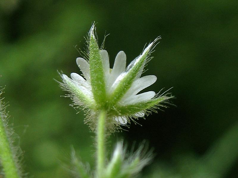 ..ma pare anche meno ma anche di piu' da Flora Europea vedi subsp.