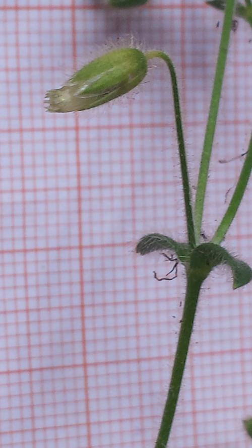 Subspecie di Cerastium brachypetalum (vedi in fondo come sono arrivata a questa chiave***) a