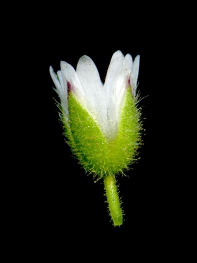 Brattee superiori possono avere o no apice scarioso. 6 Cerastium pumilum Annua.