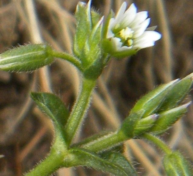 9 Petali lunghi 0,9-1,3 volte i sepali Cerastium holosteoides Pianta perenne ma con fusti gracili spesso con