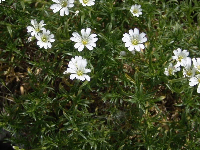 Subsp di Cerastium arvense: nella flora italiana sono presenti sono presenti 4 subspecie.