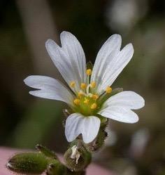 11 Stili generalmente 3 (capsula 6 denti) ma fiori a 5 petali e sepali; petali lunghi 1,3-2 volte i sepali. Cerastium dubium Annua.