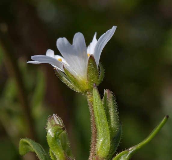 senza margine scarioso, lanceolate (Cosi' pare da foto Actaplantarum).