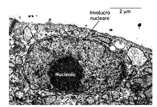 La membrana nucleare LE MEMBRANE