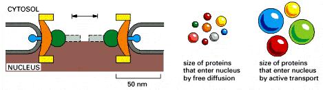 La membrana nucleare Nei pori il traffico circola in entrambi i sensi: dal citosol