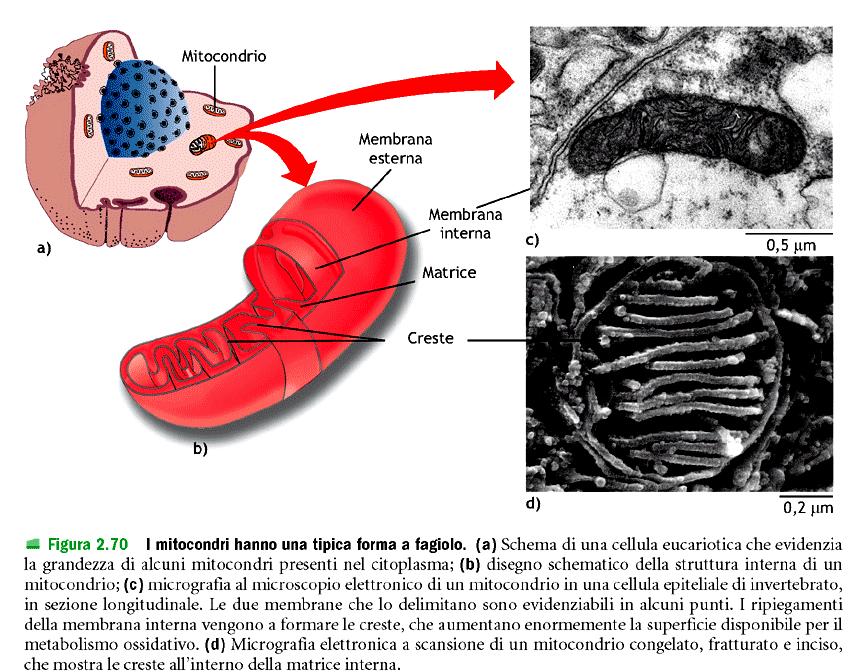 Mitocondri Carboidrati, aminoacidi e acidi grassi introdotti come alimento dentro le cellule vengono assorbiti dai mitocondri che li ossidano fino ad CO 2 e H 2 O, e utilizzano l energia ricavata per