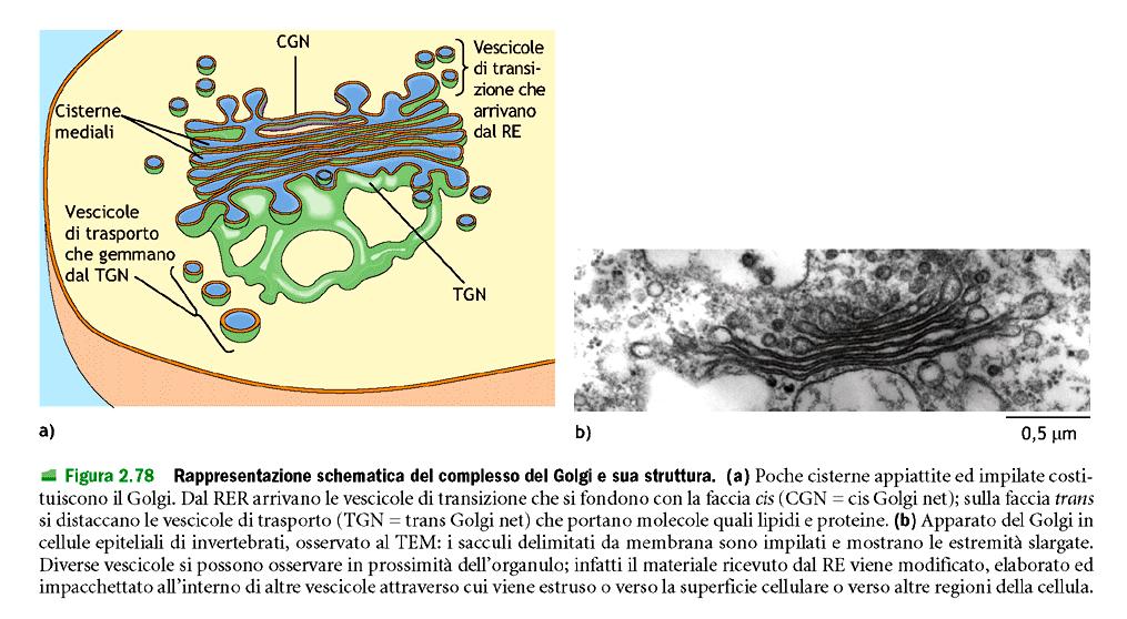 Apparato di Golgi Glicosilazione specifica,