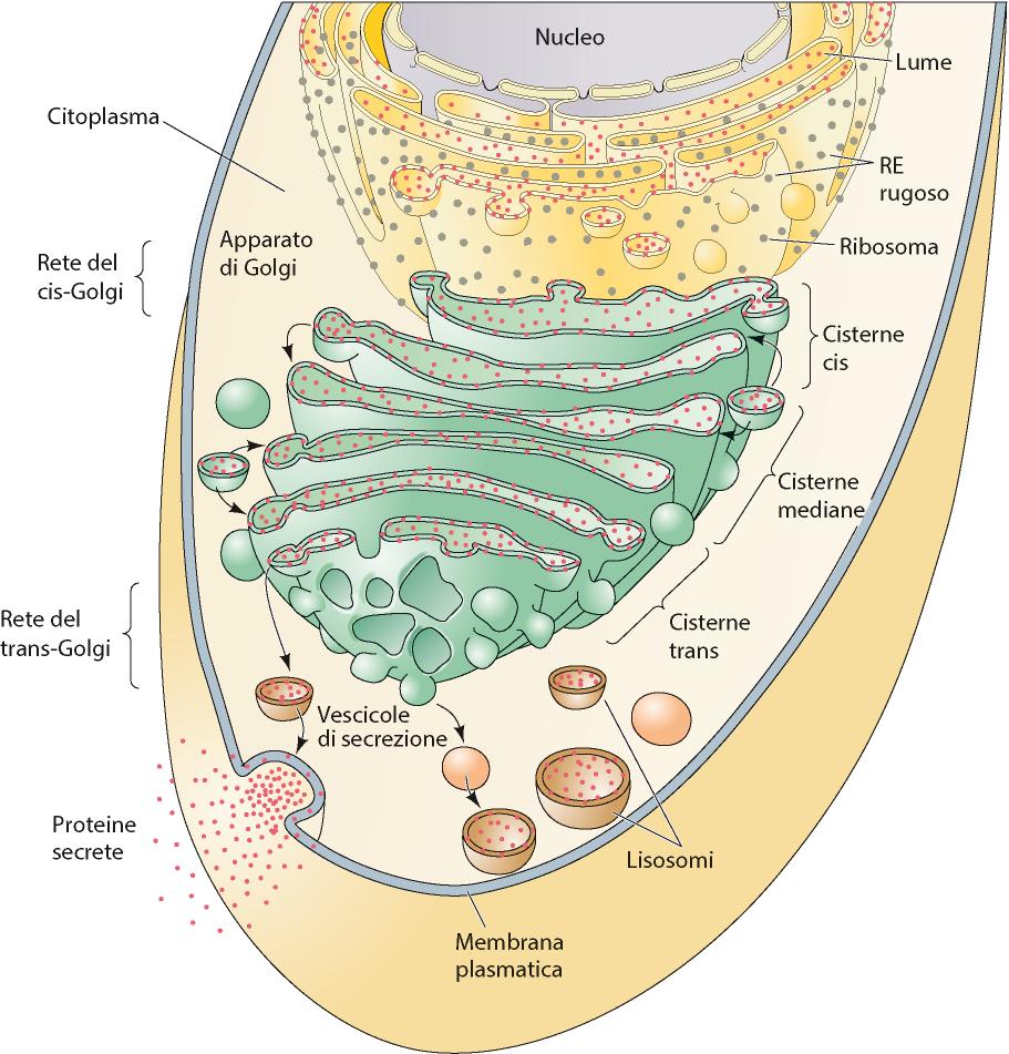 Apparato di Golgi ESOCITOSI Glicosilazione