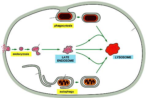 ENDOCITOSI: pinocitosi e fagocitosi batterio fagosoma Endosoma precoce fagocitosi