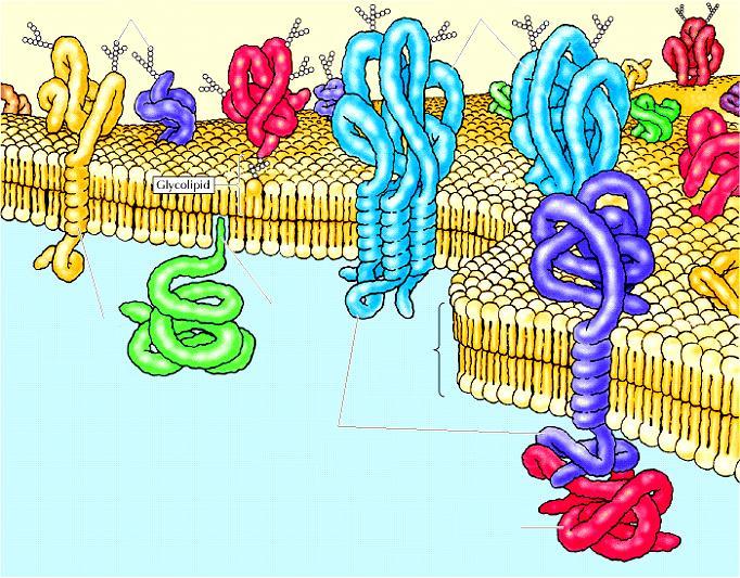 Carboidrati proteine Glicolipide Regione ad a-elica di