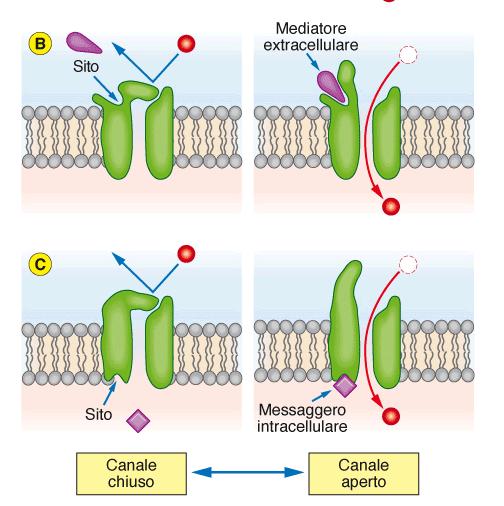 Canali chemio-dipendenti o ligando-dipendenti o operati da recettore (ROC) Passano dallo stato chiuso allo stato aperto in seguito al legame di particolari molecole «messaggere» (ligandi) ad uno