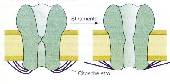 Canali meccano-sensibili I canali meccano-sensibili (o sensibili alle sollecitazioni meccaniche) sono generalmente dotati di una porta connessa ad una struttura citoscheletrica che la apre quando