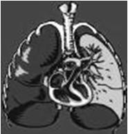 Funzione respiratoria Passaggio di CO2 ed O2 O2 ed CO2 attraversano la placenta tramite diffusione semplice L'emoglobina fetale possiede un elevata affinità e capacità di legare l O2 Il 2.