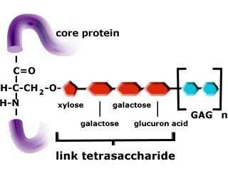 Proteoglicano = GAG + proteina GAG Ser/Thr Segmento costante con 4 zuccheri Biosintesi Sintesi della proteina nel reticolo endoplasmico ruvido Trasporto in