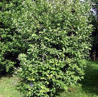 ) - Viburnum opalus (n.) Ps - Prunus spinosa (n.) - Cornus sanguinea (n.) 60 mq. - Crataegus monogyna (n.