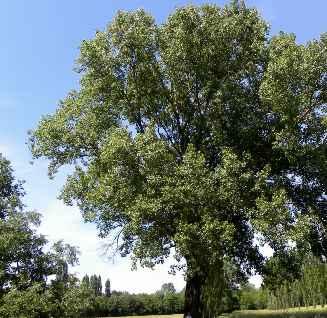 4) 0 TV9 - filare campestre Fo 7 Ma Fx Oc 6 6 ml - Quercus robur (n.